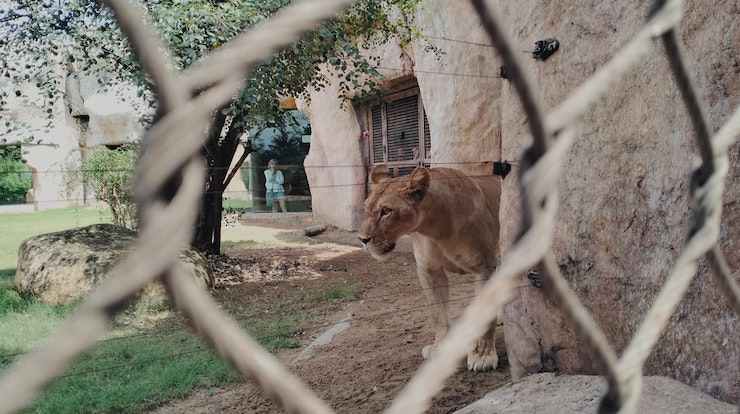 sad lion animal zoo