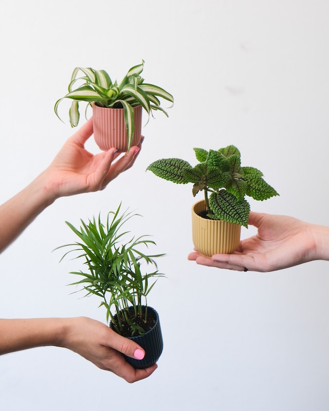 a pair of hands holding small plants