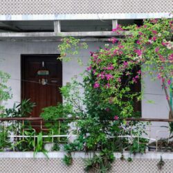 pink flowers on white wall