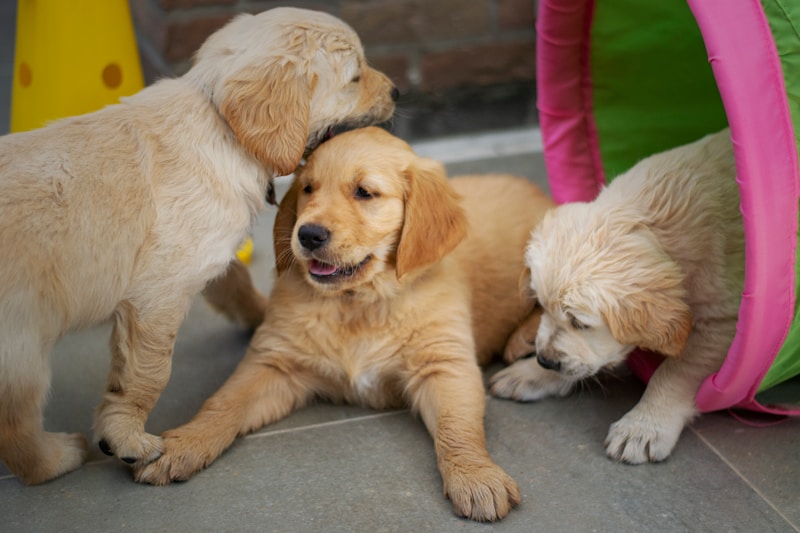 2 yellow labrador retrievers on gray pavement